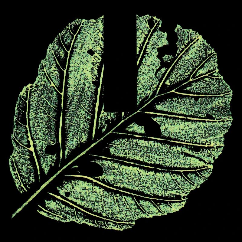 Leaf / Alder