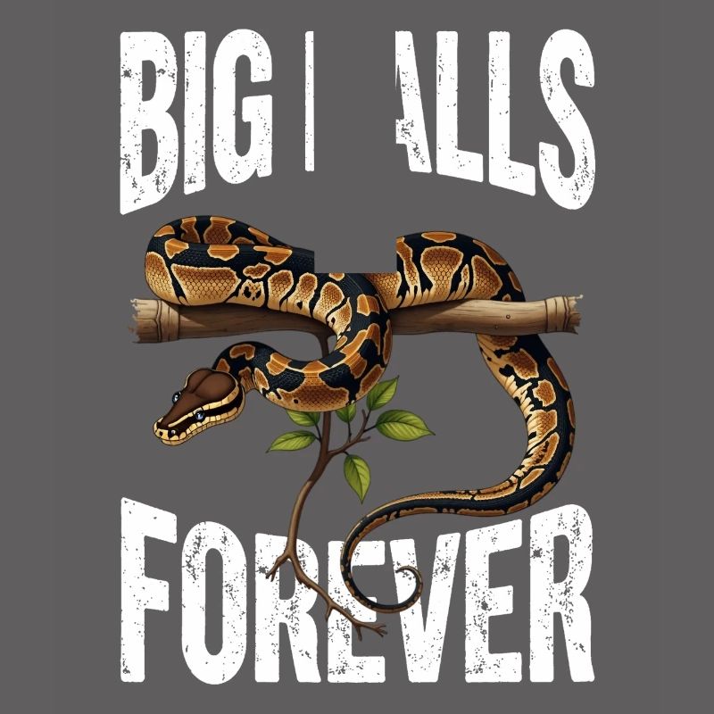 Königspython Schlangen Liebhaber Terrarium Python