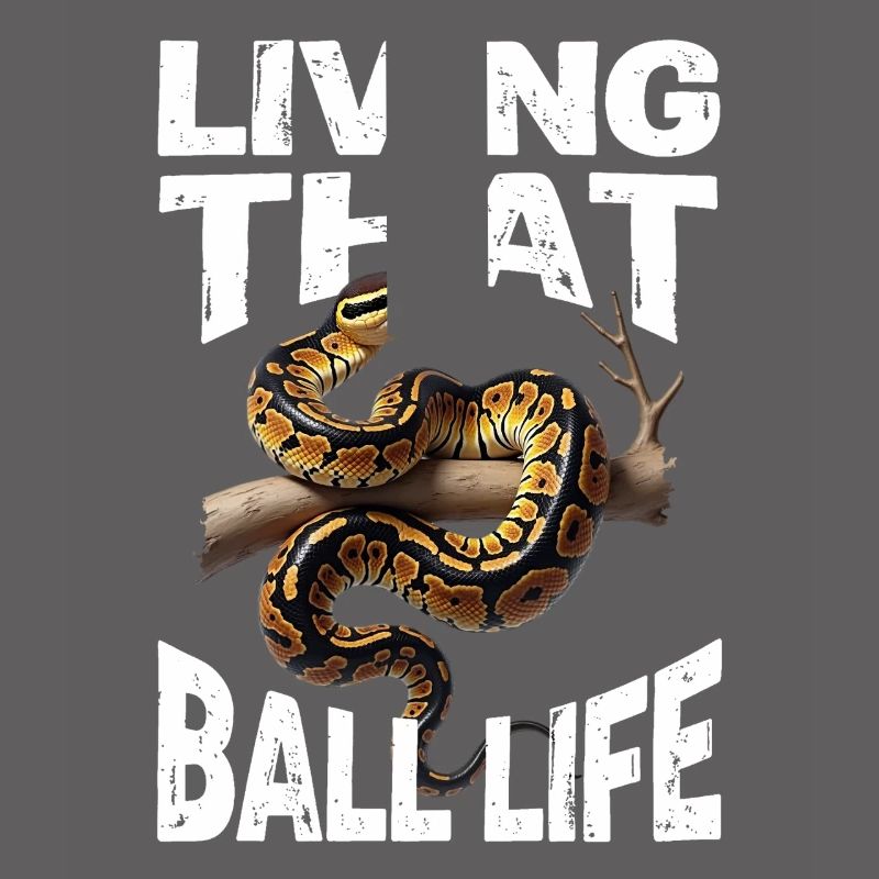 Königspython Schlangen Liebhaber Terrarium Python