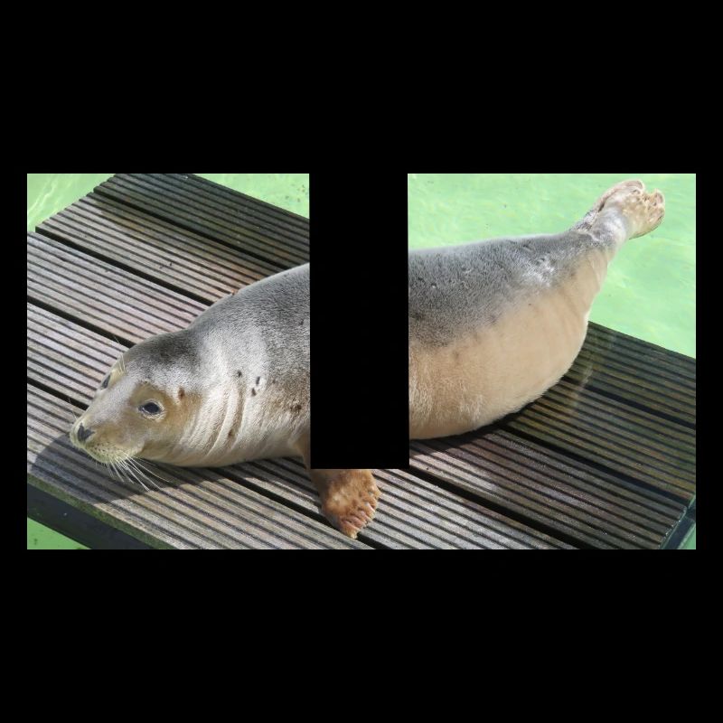 Bébé phoque à Texel