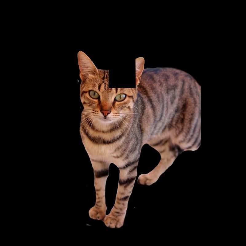 Katze Kätzchen
