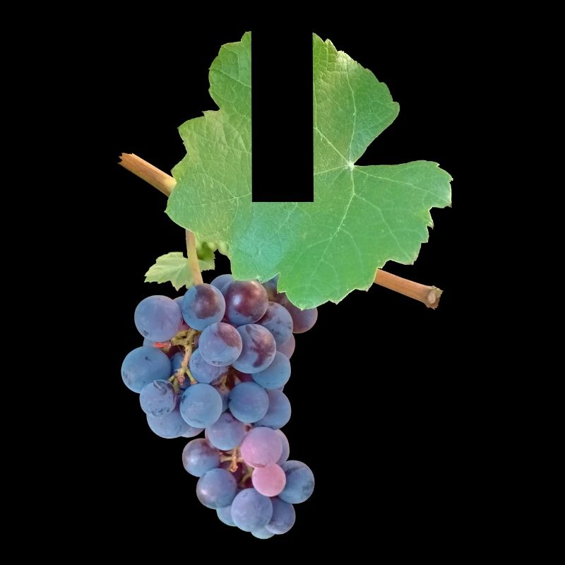 Grapes – fruity elegance