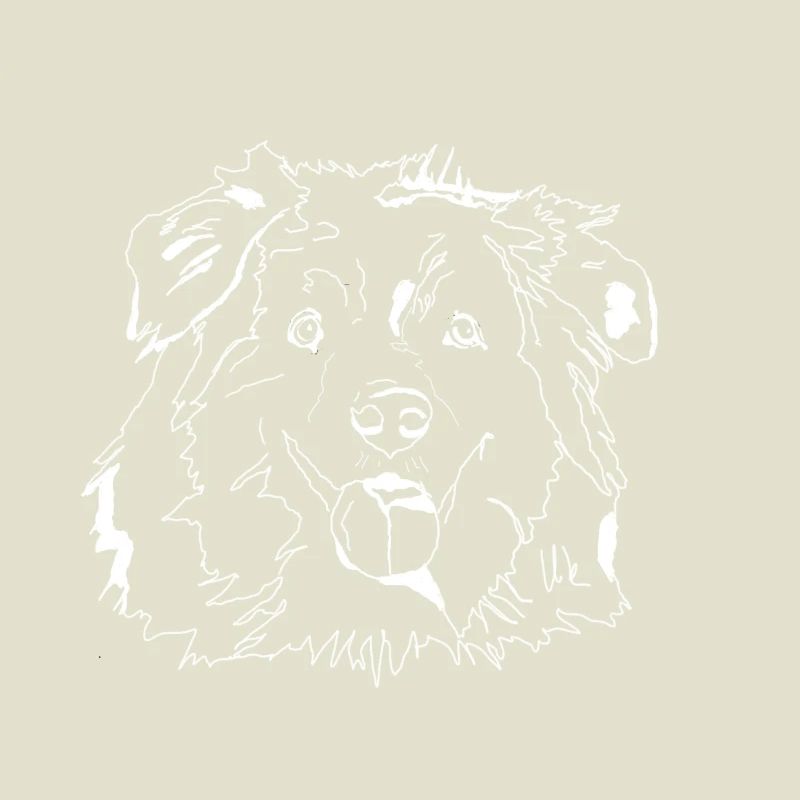 Australian Shepherd