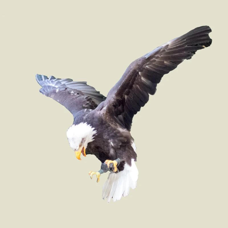 Adler im Sturzflug