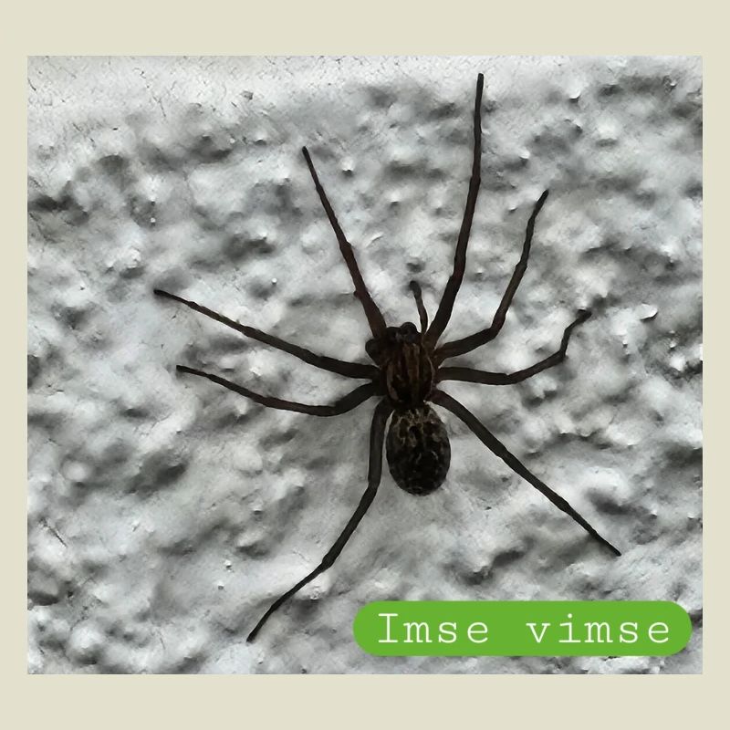 spider