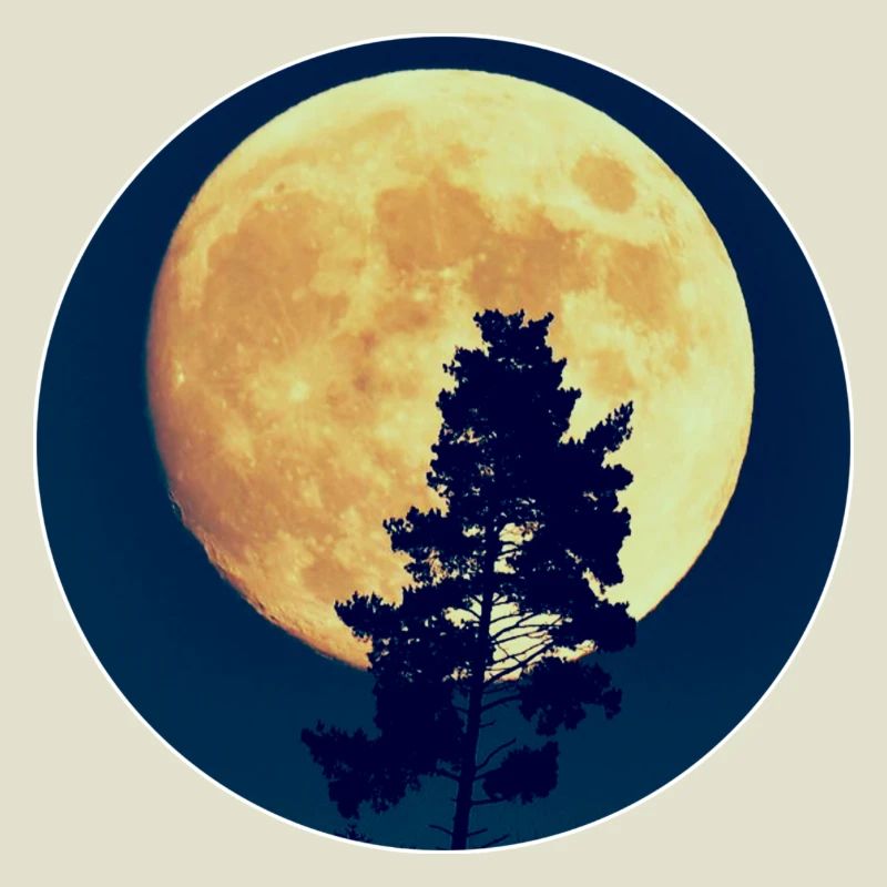 Moonlit Night Forest Silhouette