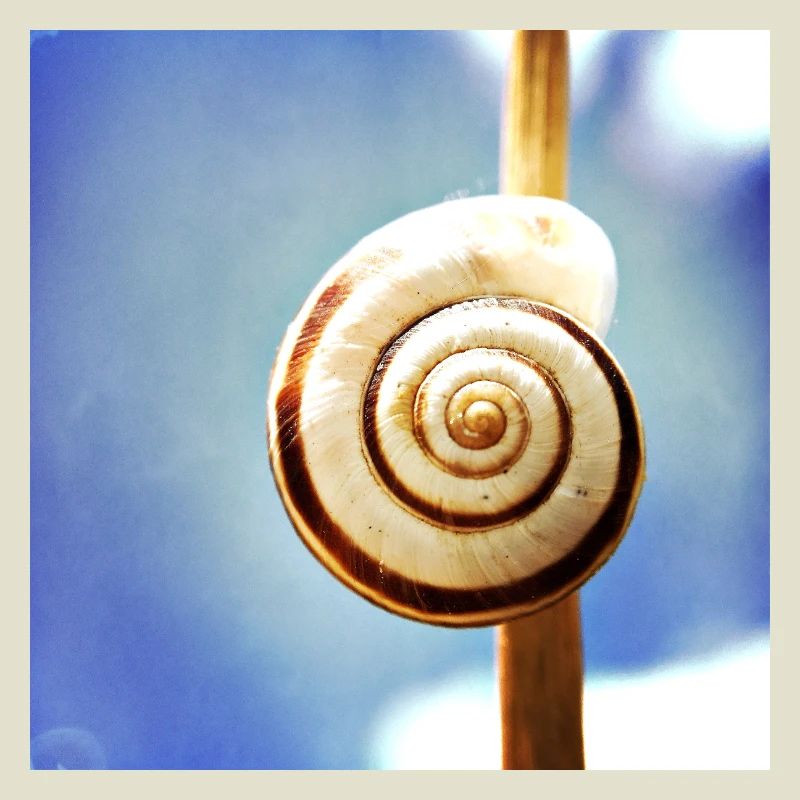 Snail-shell