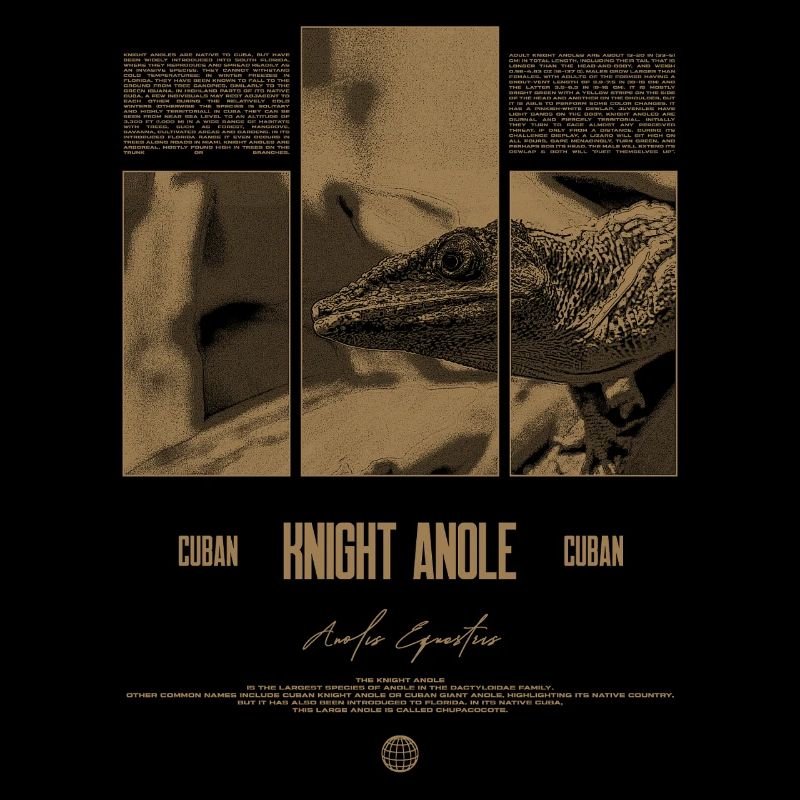 Cuban Knight Anole Lizard Owner Reptile Keeper