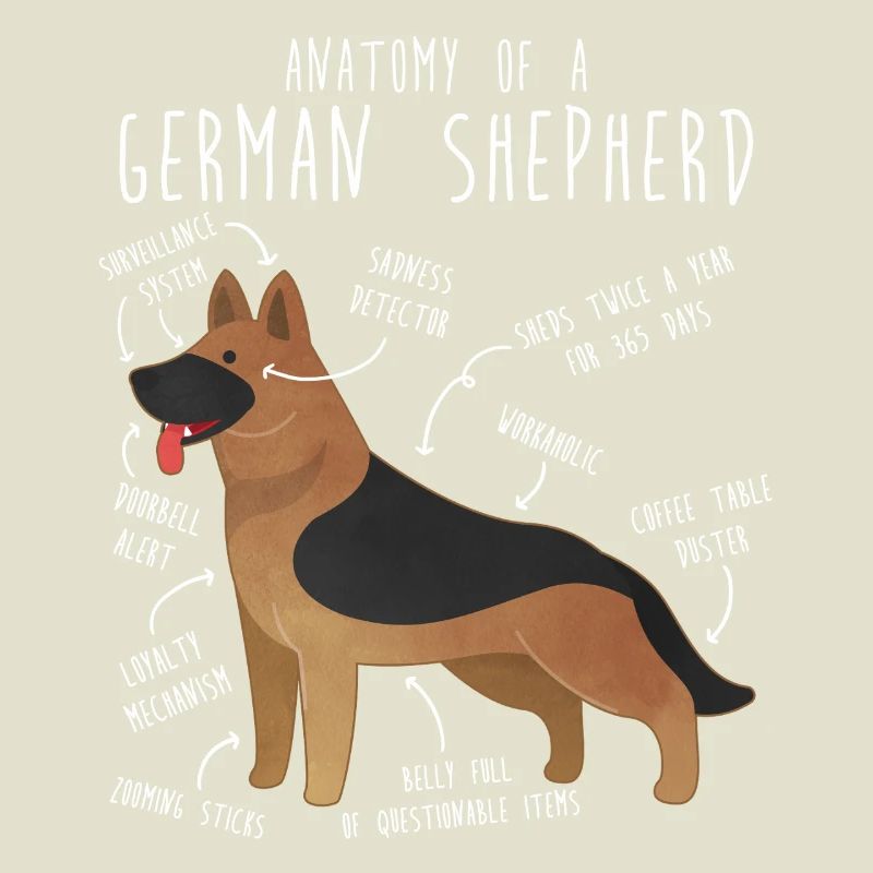 Anatomie des Deutschen Schäferhundes