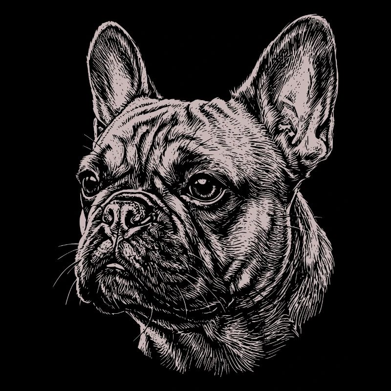 Bouledogue Français - Illustration