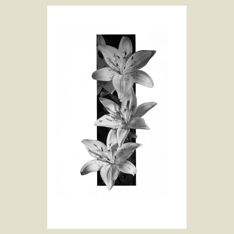 Lys noirs et blancs en rayures