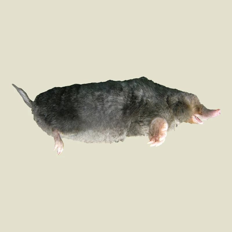 Maulwurf