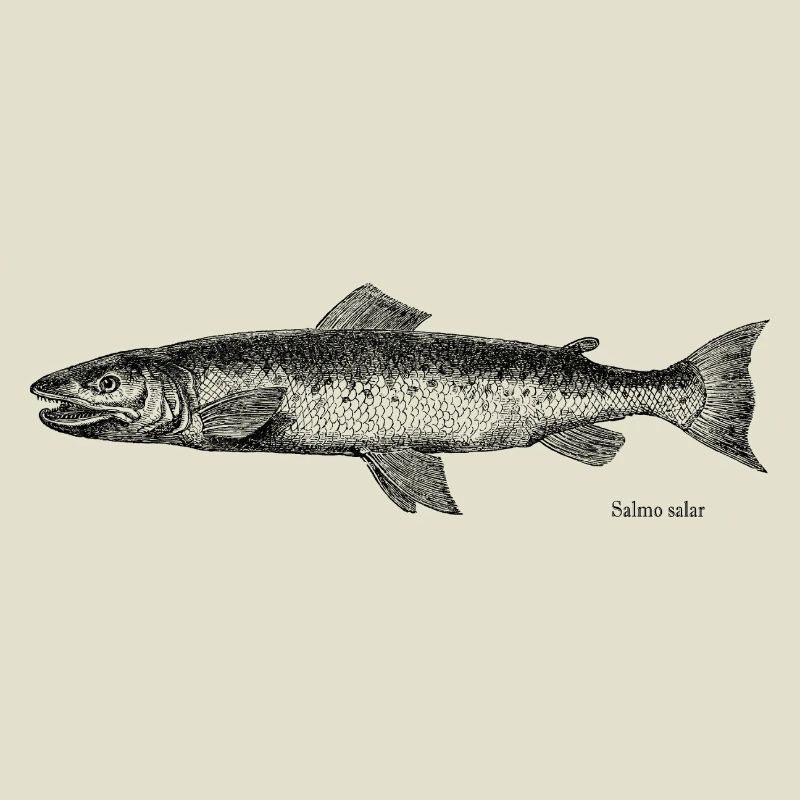Salmon Engraving