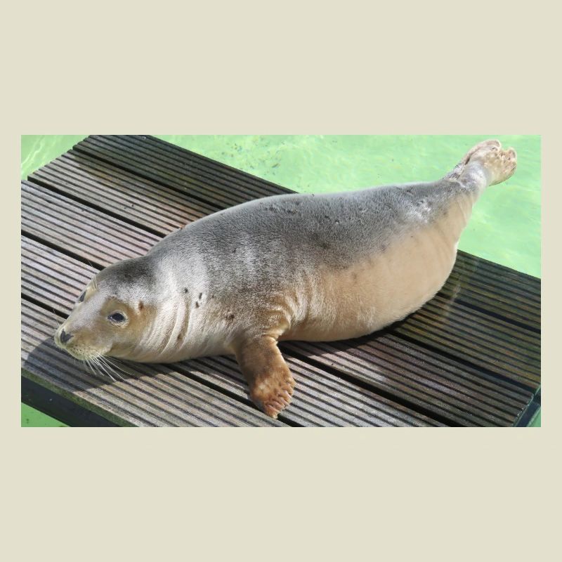 Bébé phoque à Texel