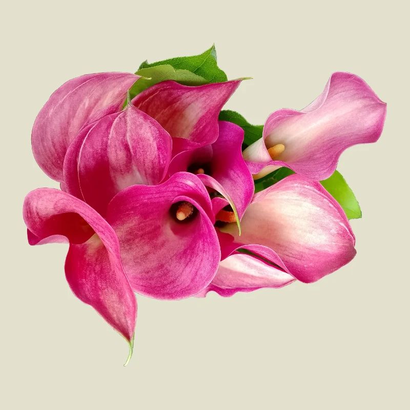 Lys Calla