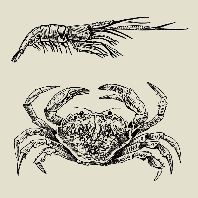 Crab & Shrimp - Shellfish Power