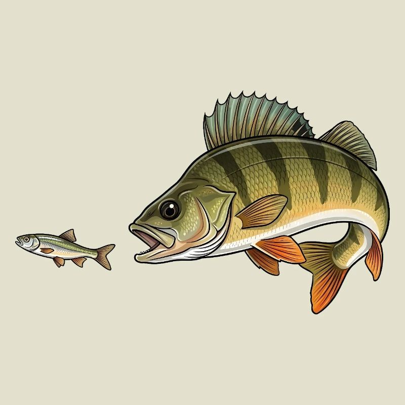 Perch hunts fish