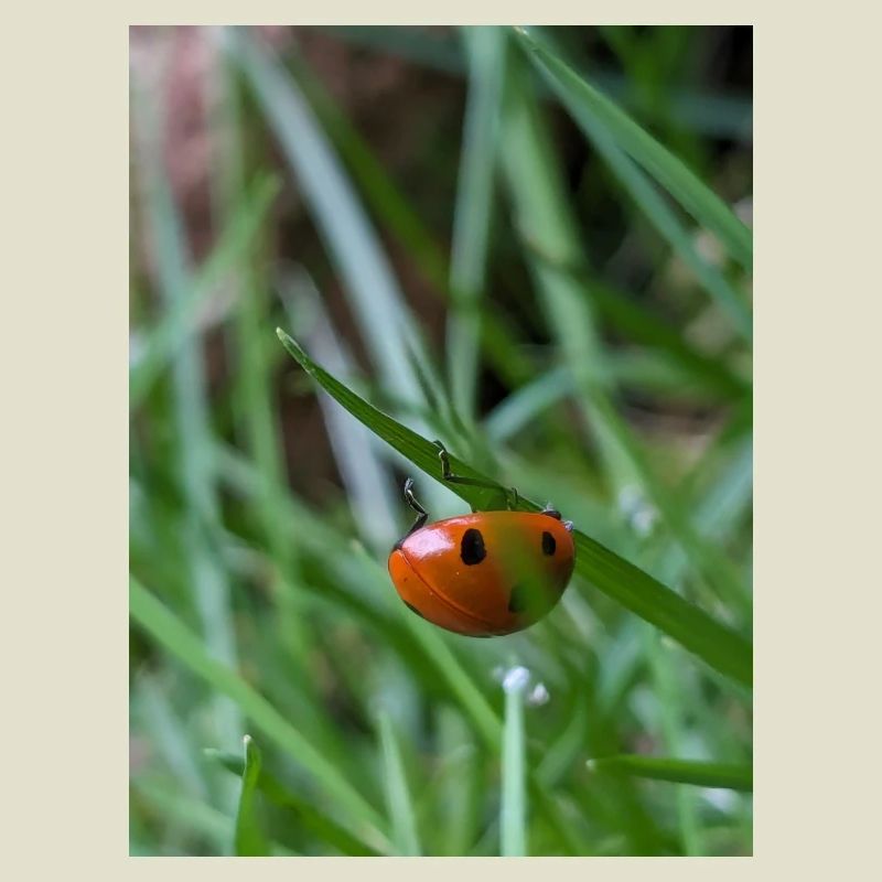 Close-up: Ladybug on grass
