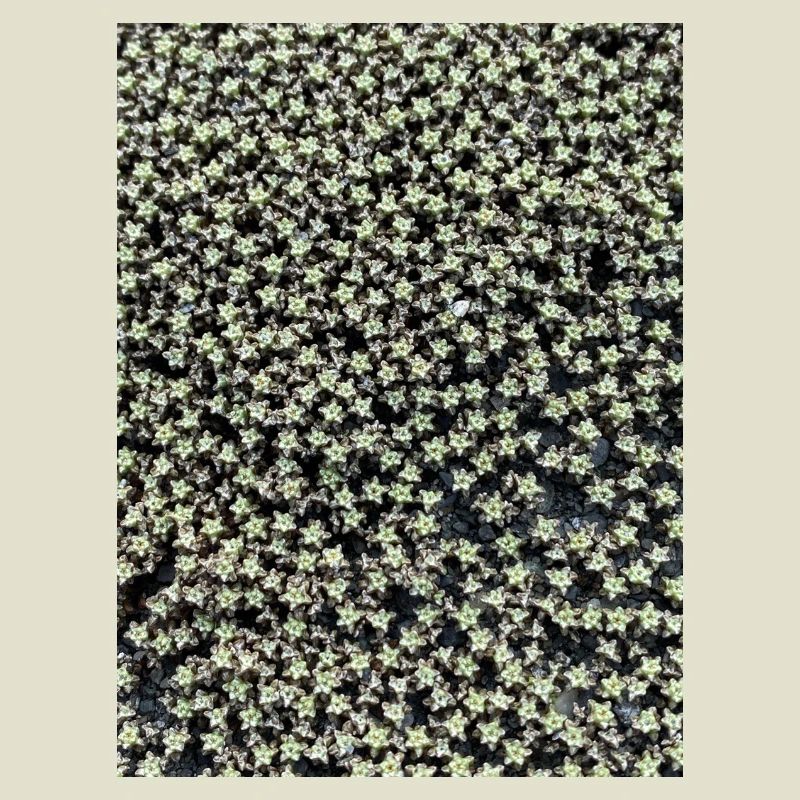 Star pattern in green shimmer