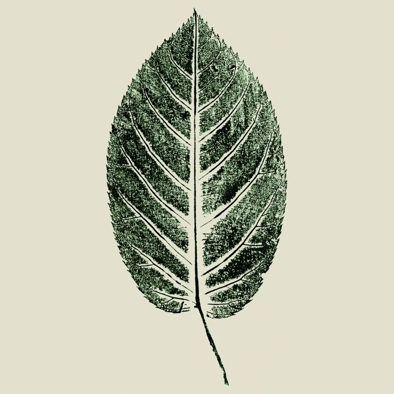Beech Sheet / Leaf / GREEN