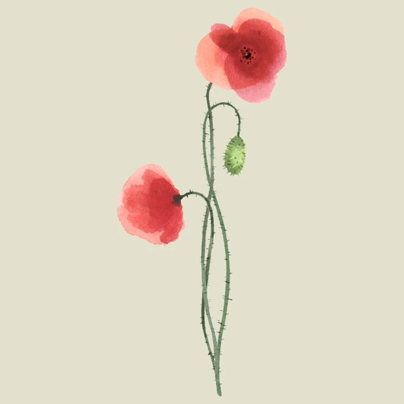 Flower: red poppy