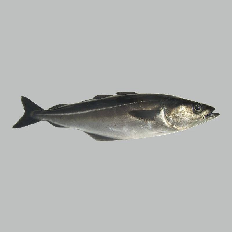poisson