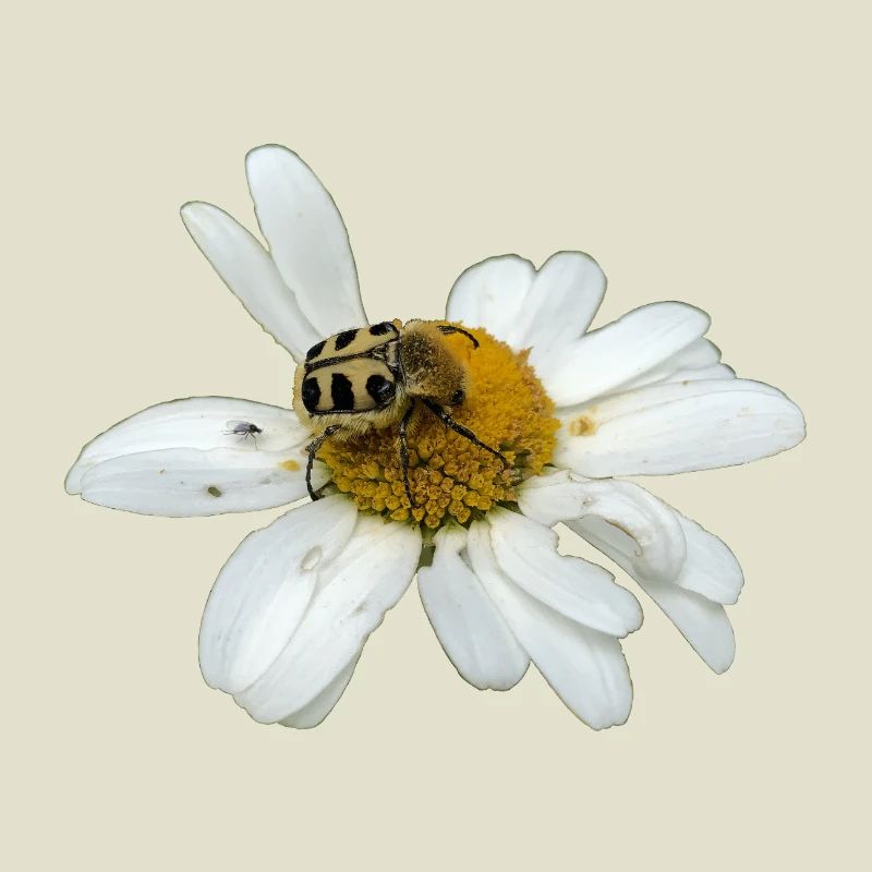 Chafer à abeilles