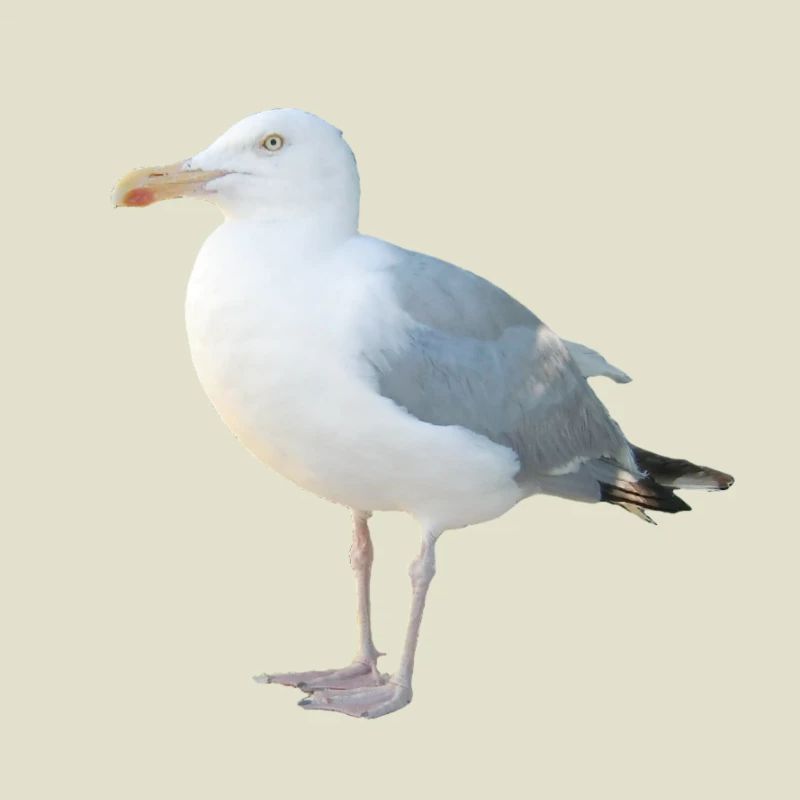 Mouette