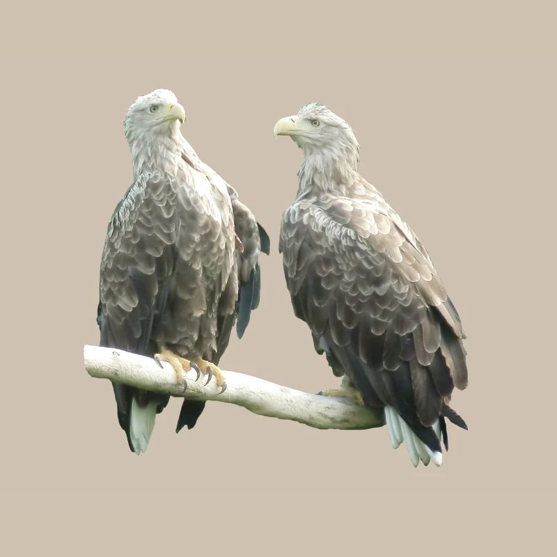 White-tailed eagle