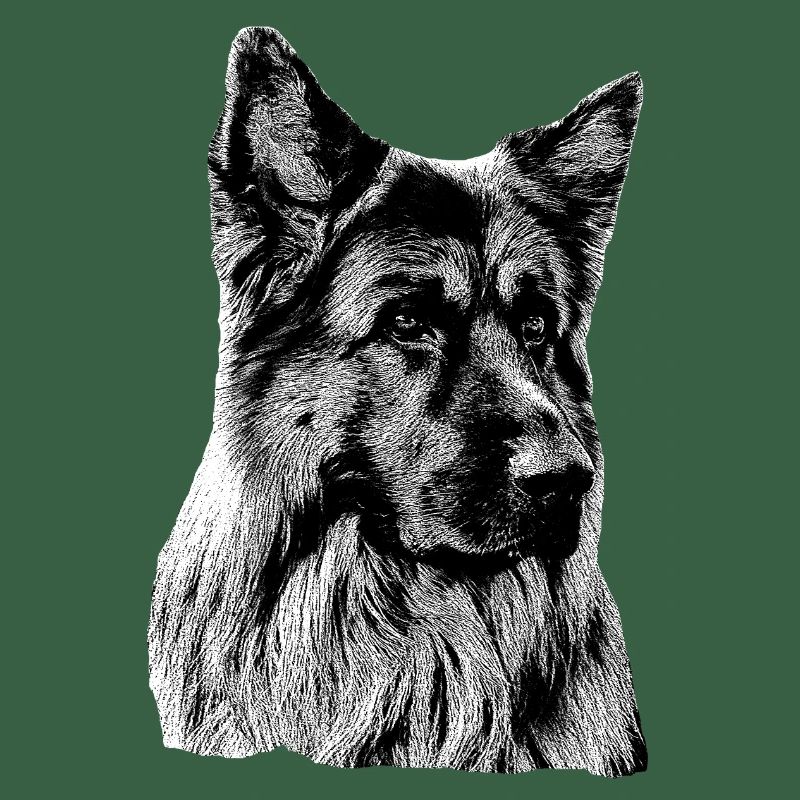 Schäferhund Deutscher Schäferhund German Shepherd