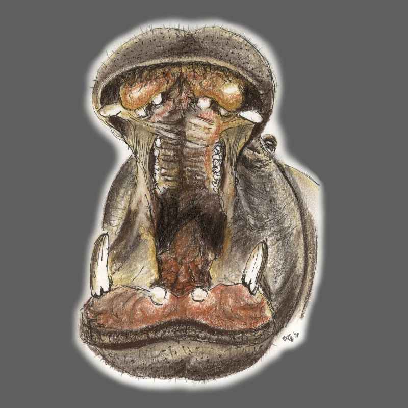 Flusspferd Hippo Maul Illustration
