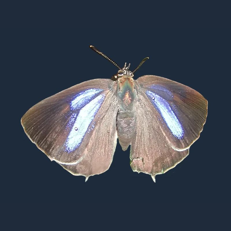 Blauer Eichen-Zipfelfalter