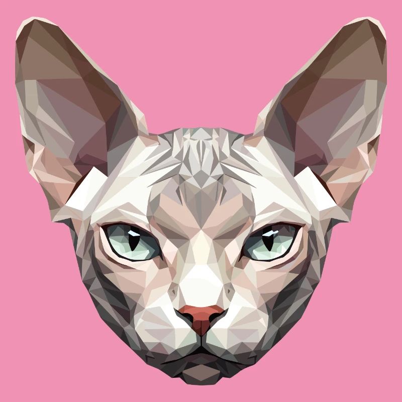 Sphynx Chat Sphynx Chat Chat Canadien Sphinx mignon