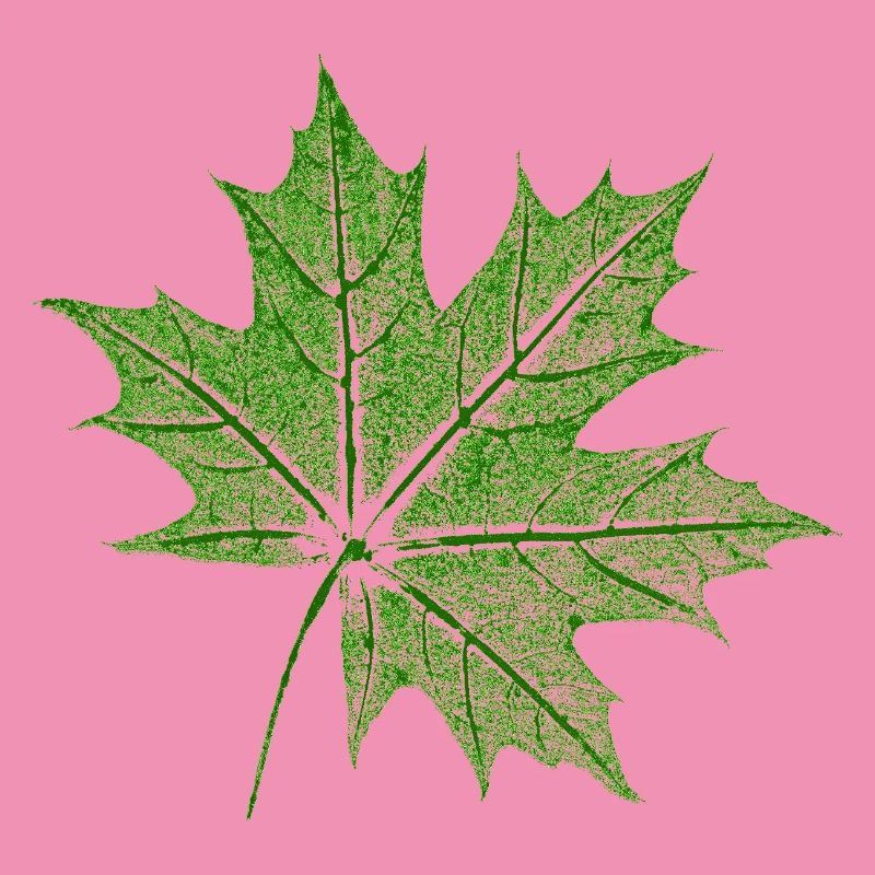 Érable feuillu / Feuille d’érable