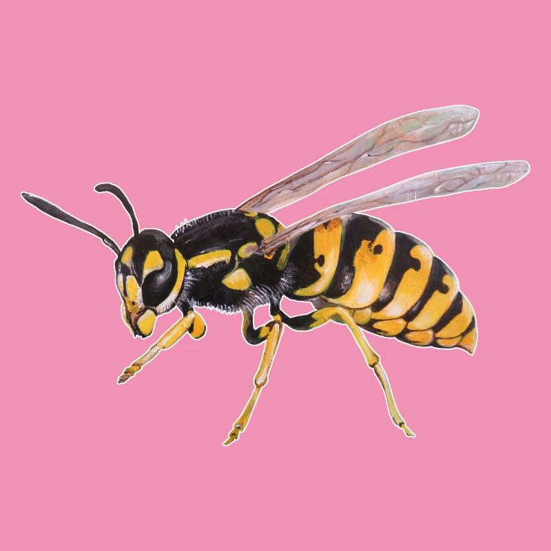 Wasp