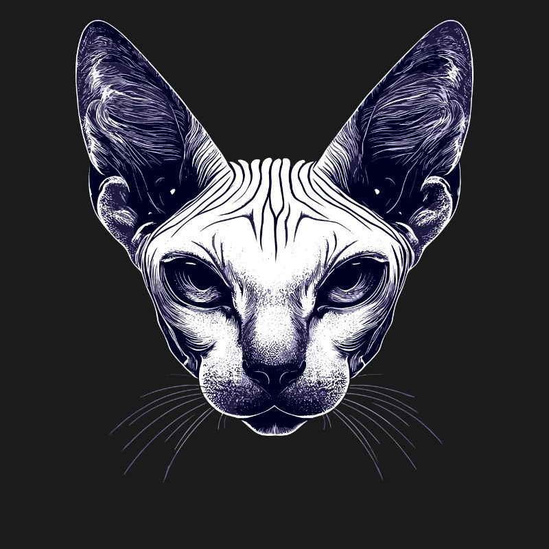 Chat Sphynx Chat Sphynx Chat Canadien Mignon Sphinx