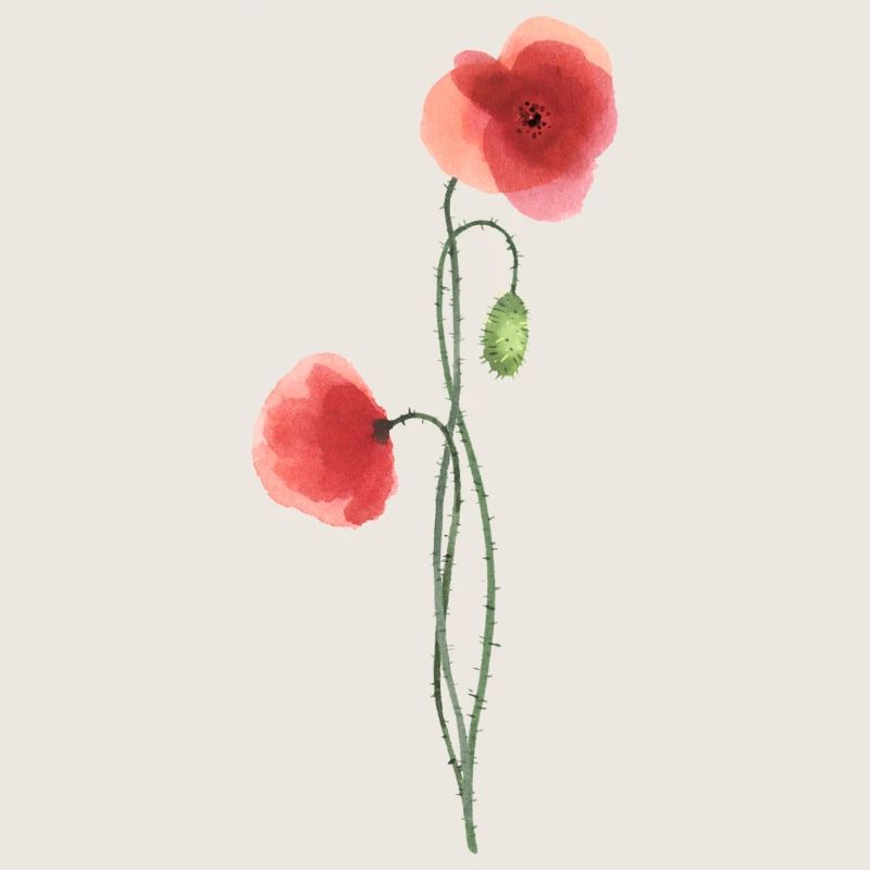 Blume: roter Mohn