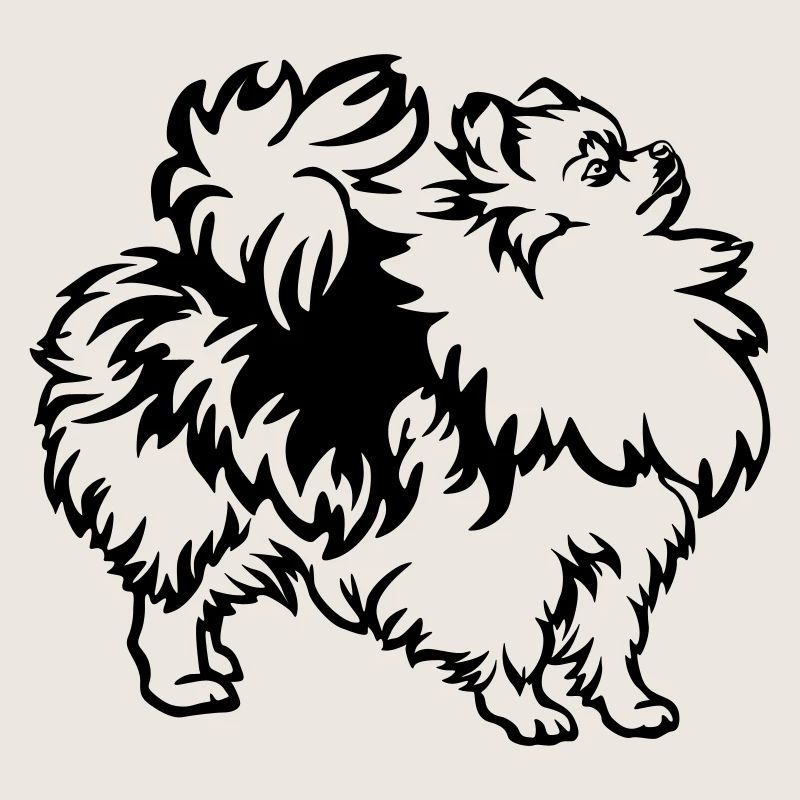 Spitz nain