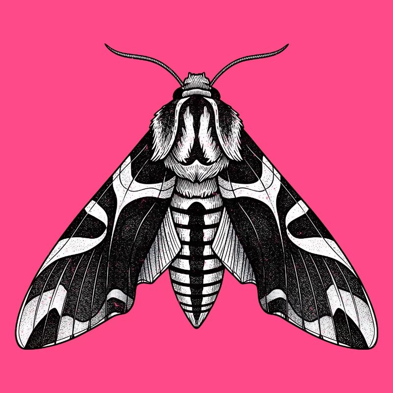 Moth Shadow Pattern Moth Black Moth