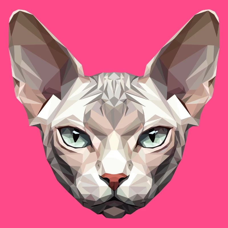 Sphynx Chat Sphynx Chat Chat Canadien Sphinx mignon