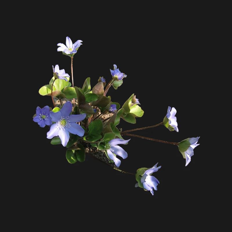 Leberblümchen