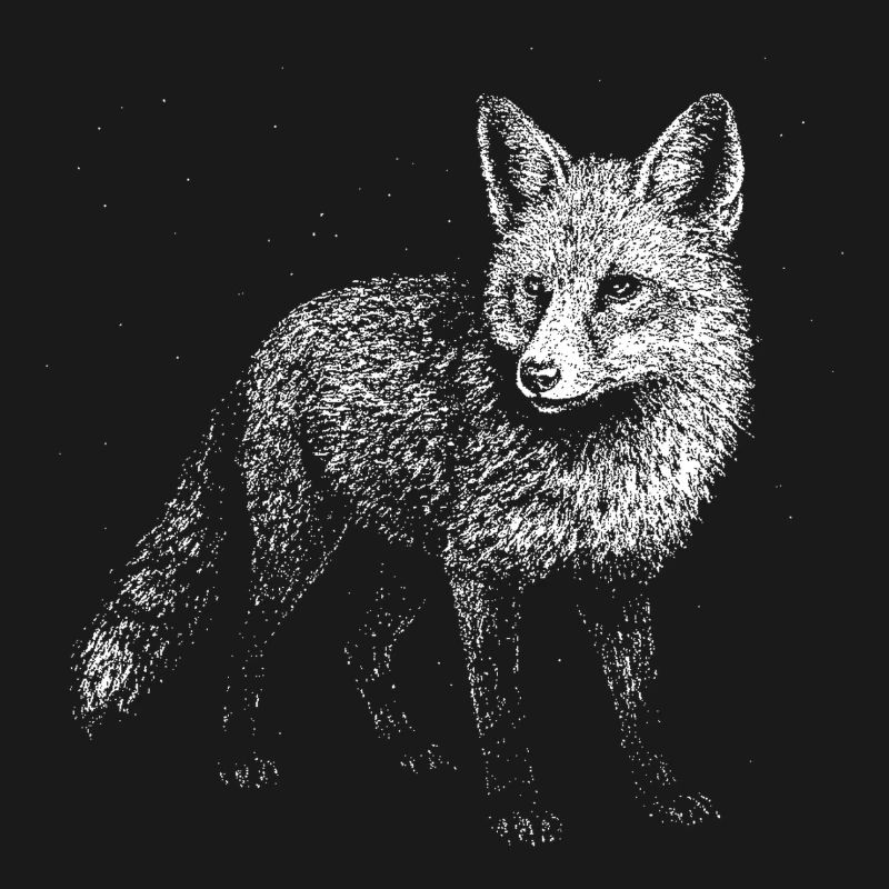 A fox