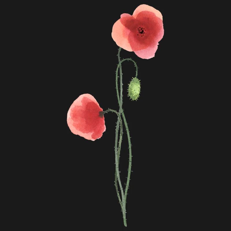 Fleur : coquelicot rouge