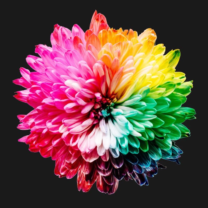 Chrysantheme Regenbogen