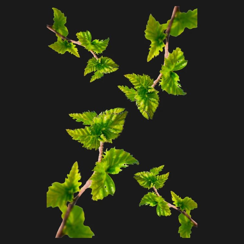 BIRCH