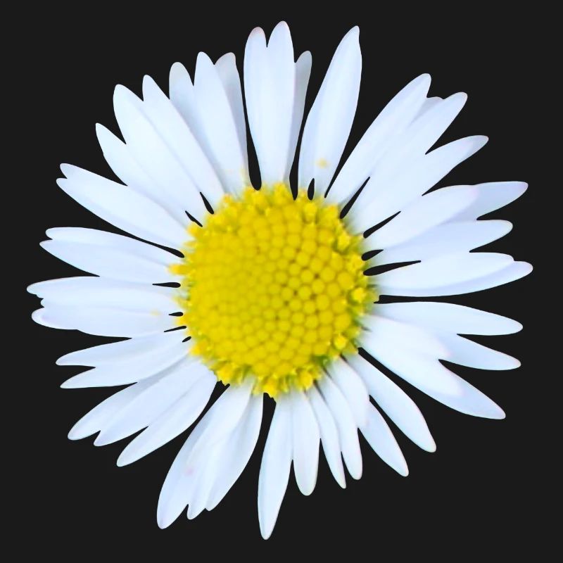 Daisy