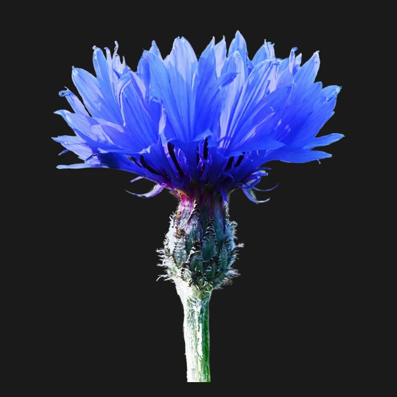 Cornflower