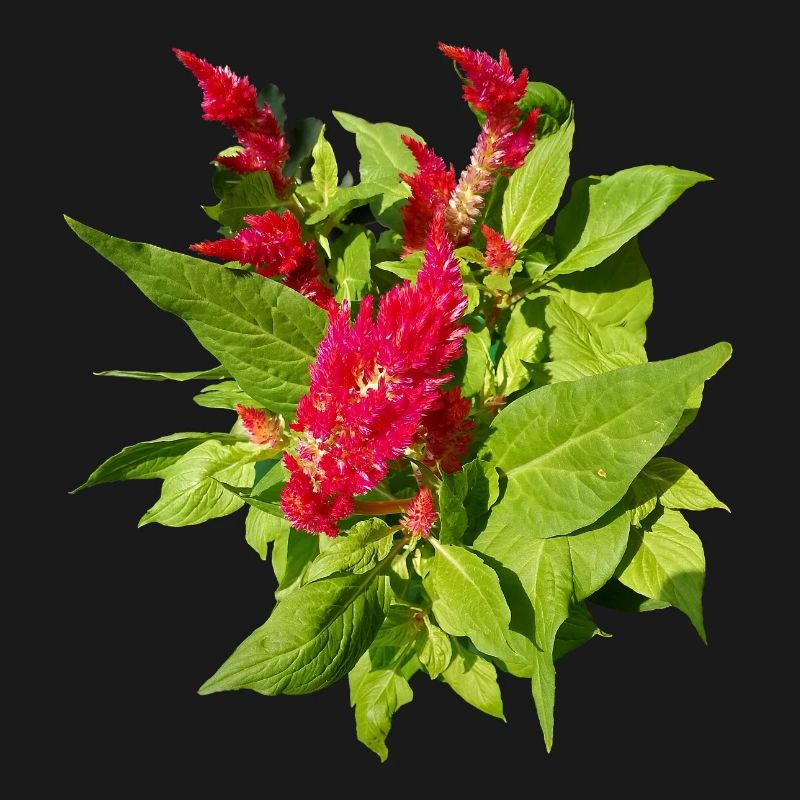 RED CELOSIA