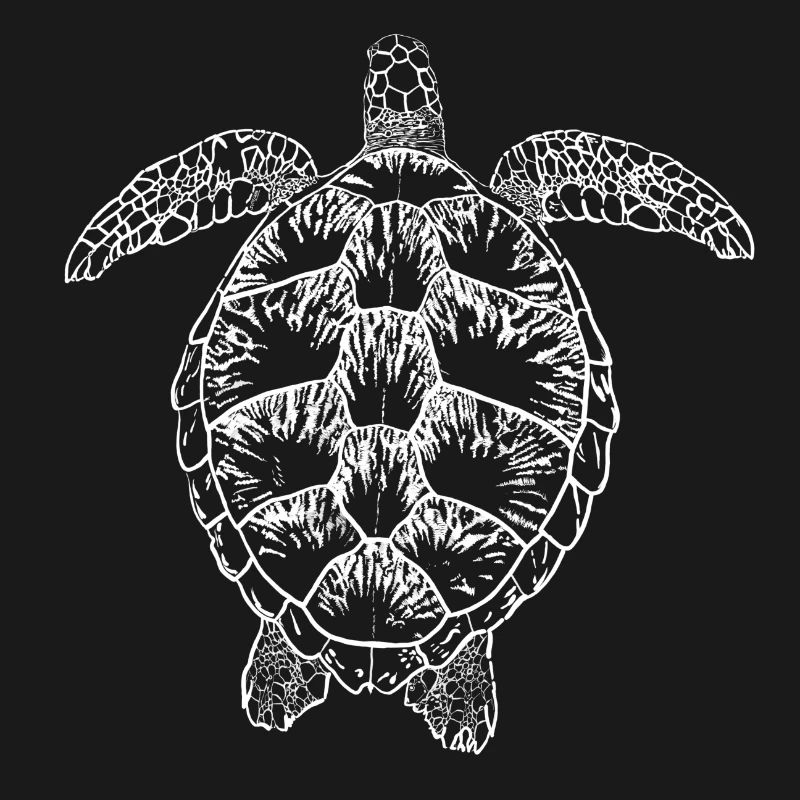 Turtle white2