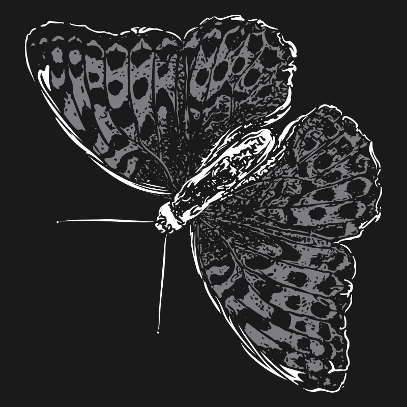 Aile de papillon Papillon Papillon